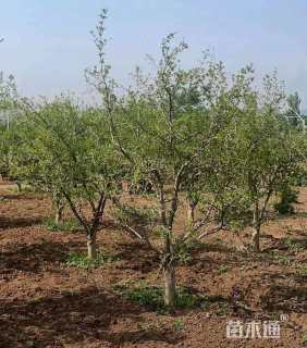 高度350厘米花石榴