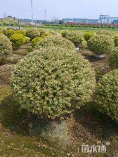 高度80厘米金边黄杨