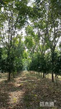 12公分栾树