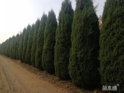 高度400厘米塔柏