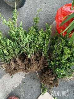 高度20厘米龟甲冬青