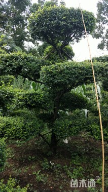 10公分造型小叶女贞