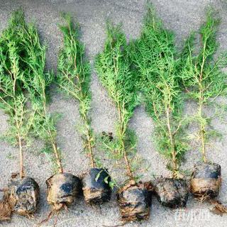 高度40厘米优质侧柏杯苗 