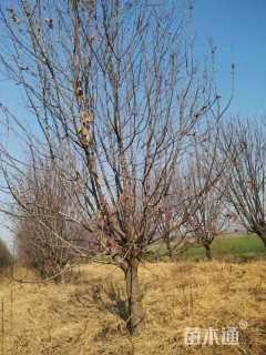 12公分绚丽海棠