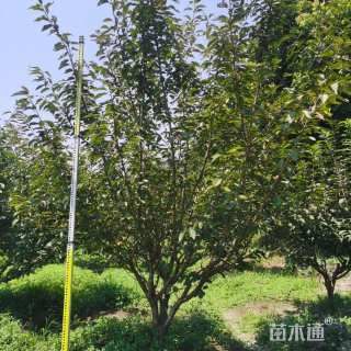 13公分樱花