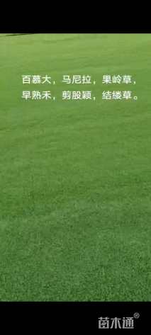 早熟禾种子