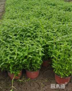 高度40厘米千屈菜