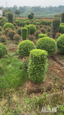 高度160厘米金禾女贞柱