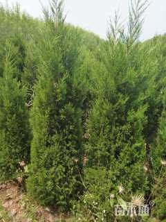 高度180厘米蜀桧