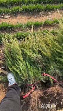 高度60厘米小龙柏