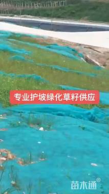 草籽
