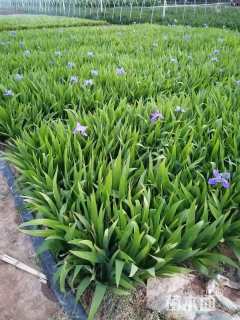 高度40厘米鸢尾