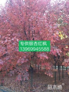 16公分美国红枫
