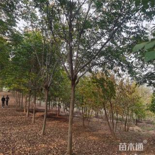 18公分栾树