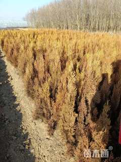 高度50厘米洒金柏