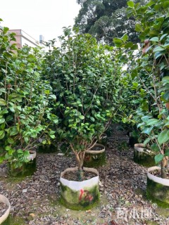 高度150厘米茶花