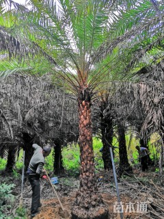 裸干高2厘米中东海枣