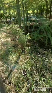 水杉种子