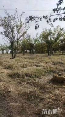 50公分(5杆)丛生朴树