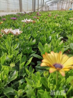 高度20厘米南非万寿菊