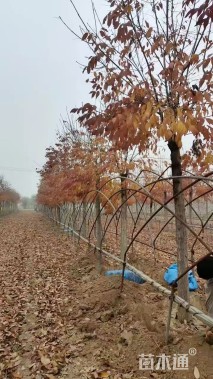 12公分秋紫白蜡