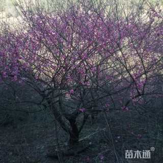 19公分骨里红梅