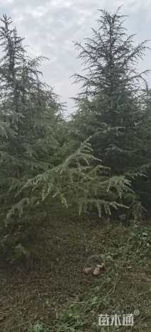 高度3500厘米白皮松