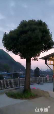 50公分香樟