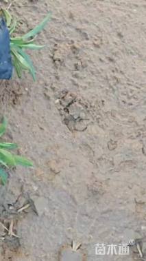 高度10厘米荷兰菊