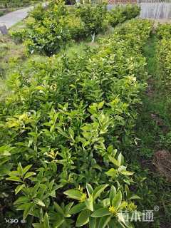 高度30厘米枸橘小苗