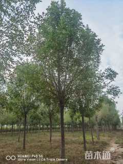 13公分速生白蜡