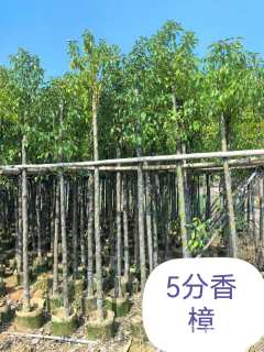 5公分香樟