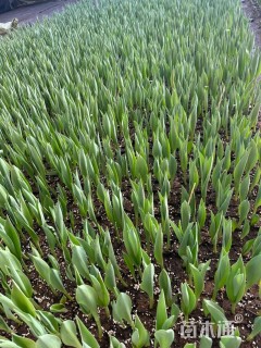 高度10厘米郁金香