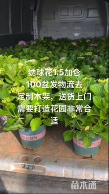 高度40厘米绣球