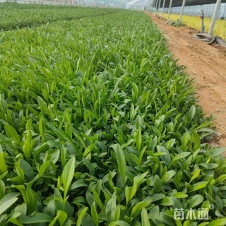 高度18厘米金鸡菊