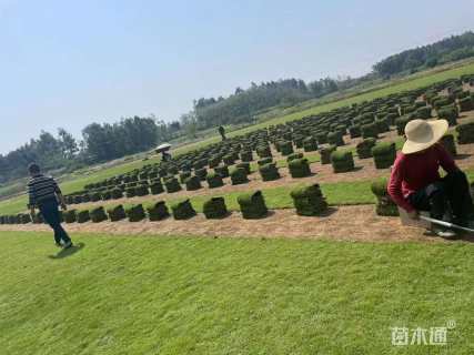 草卷状马尼拉草