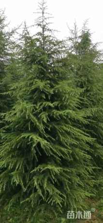 高度600厘米雪松