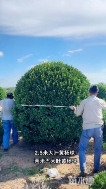 冠幅250厘米大叶黄杨球