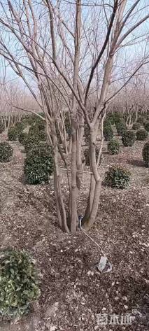 35公分(3杆)丛生乌桕