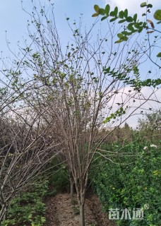 10公分西府海棠