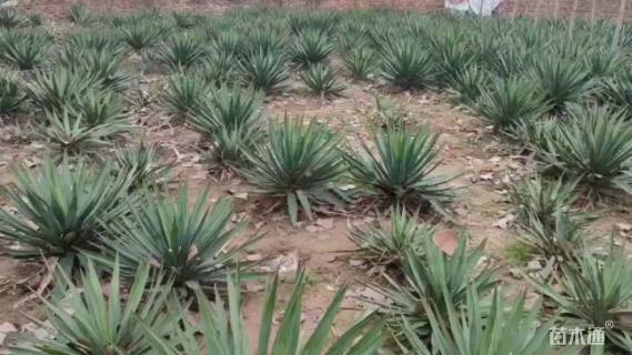 高度80厘米丝兰