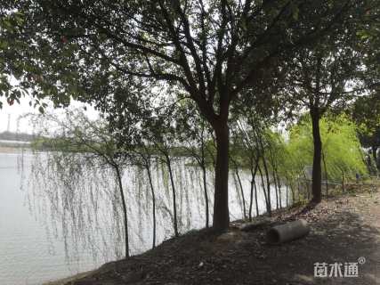 24公分香樟
