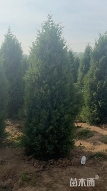 高度300厘米刺柏