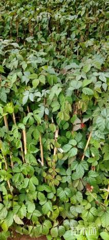 120厘米爬山虎