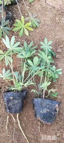 高度25厘米羽扇豆