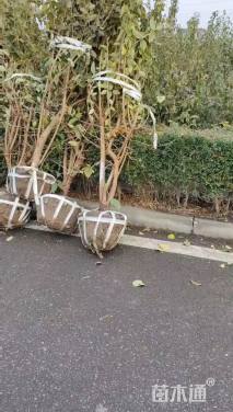 高度200厘米琼花