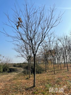 22公分栾树