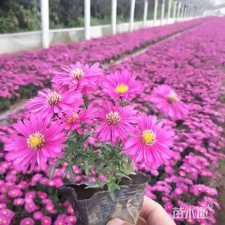高度23厘米优质荷兰菊