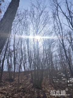 高度700厘米丛生五角枫