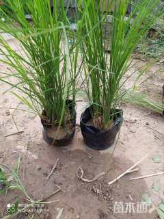 高度50厘米细叶芒